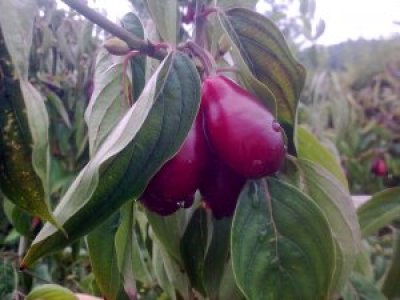 Cornus mas ´Shan´ big fruit Cornelian Cherry