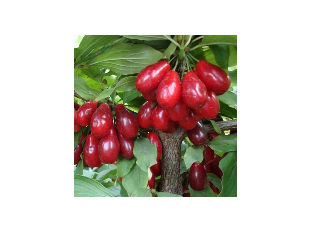 Cornus mas ´Devin´ - big fruit Cornelian Cherry