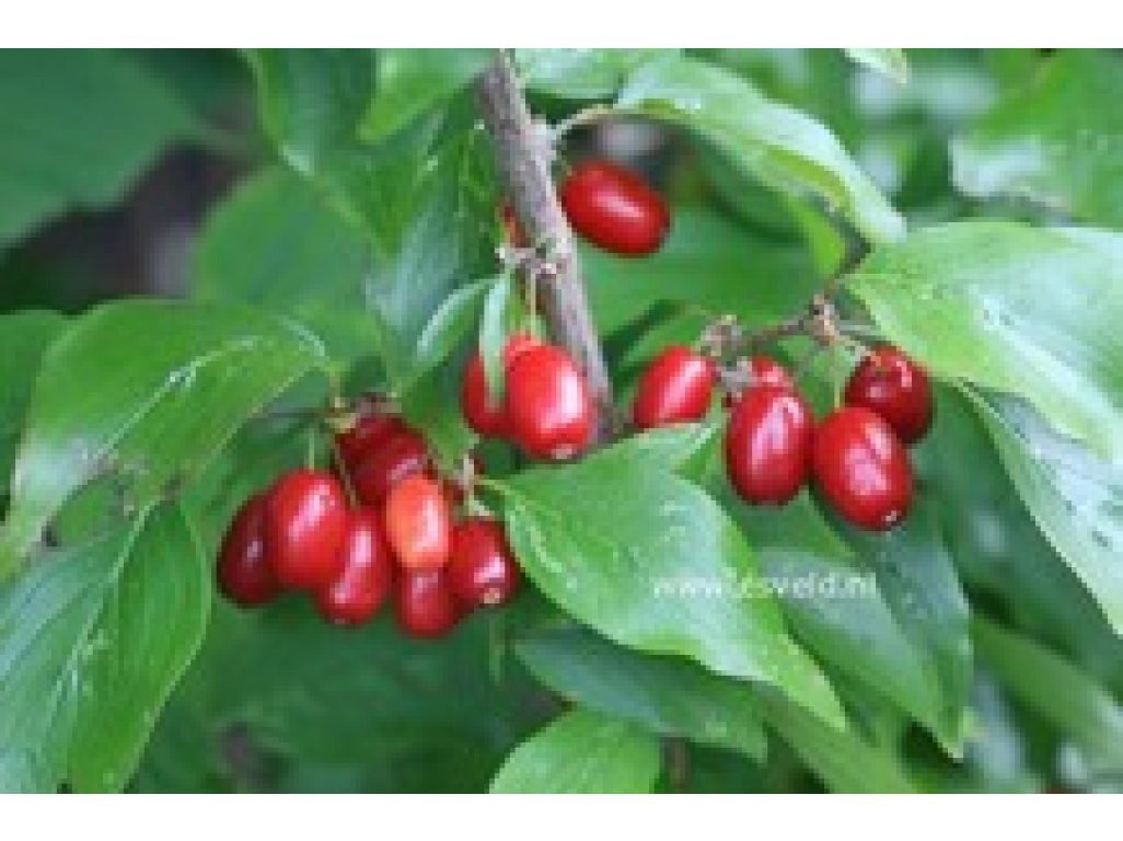 Cornus mas ´Titus´ - big fruit Cornelian Cherry
