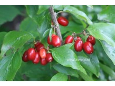 Cornus mas ´Titus´ - big fruit Cornelian Cherry