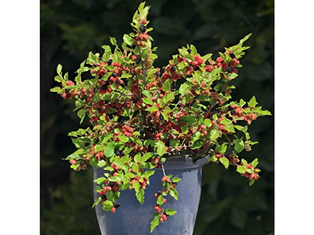 Morus ´Mojo Berry´ - dwarf variety mulberry