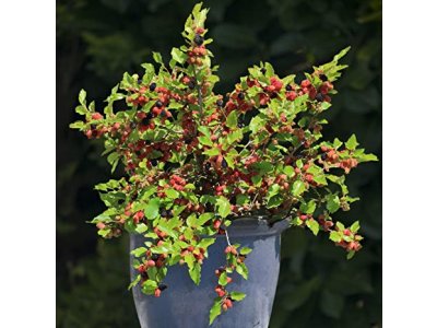 Morus ´Mojo Berry´ - dwarf variety mulberry