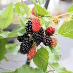 Morus ´Mojo Berry´ - dwarf variety mulberry