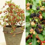 Morus ´Mojo Berry´ - dwarf variety mulberry