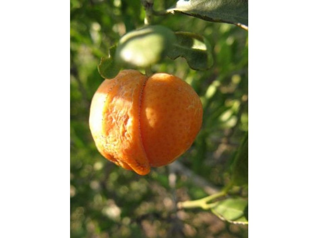 Eremocitrus glauca x Citrus depressa (mandarin Shekwasha)