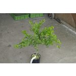 Eremocitrus glauca x Citrus depressa (mandarin Shekwasha)