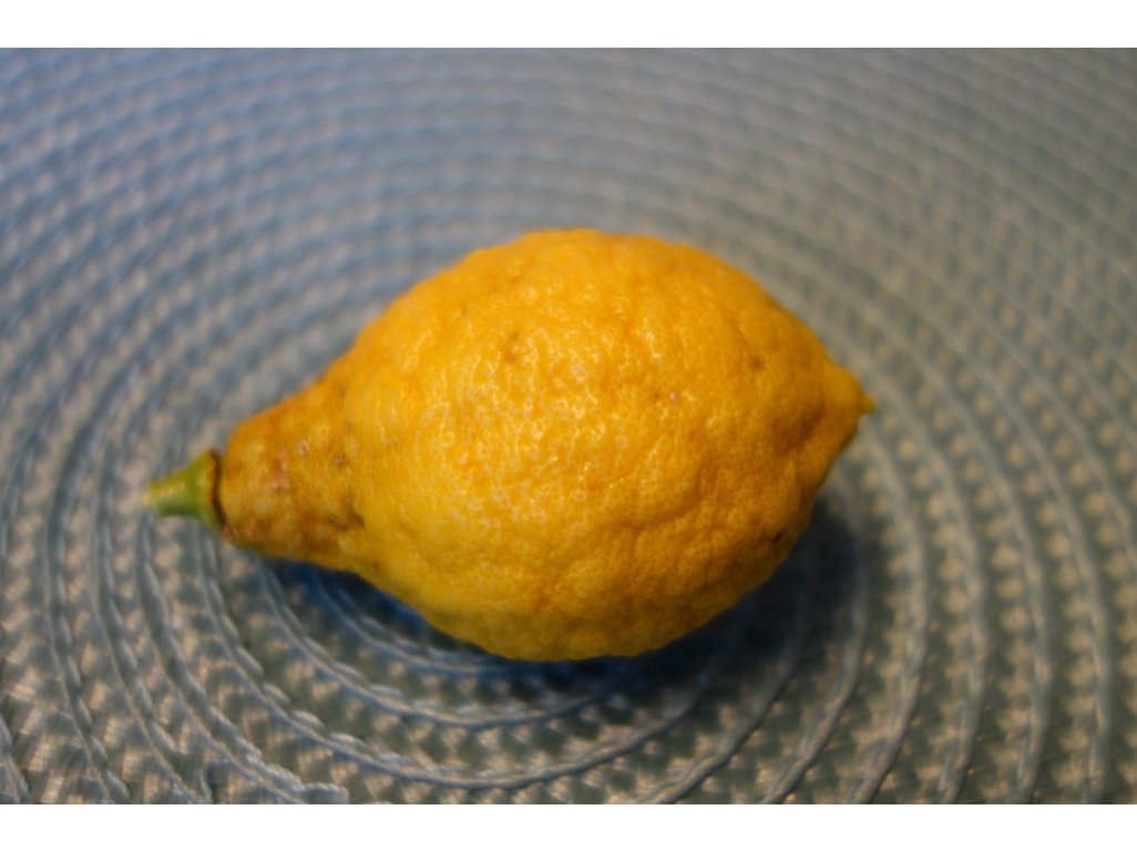 Citrus unshiu x YUZU - mandarin x yuzu
