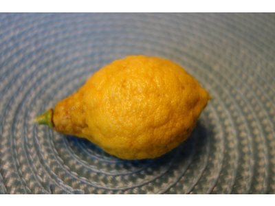 Citrus unshiu x YUZU - mandarin x yuzu