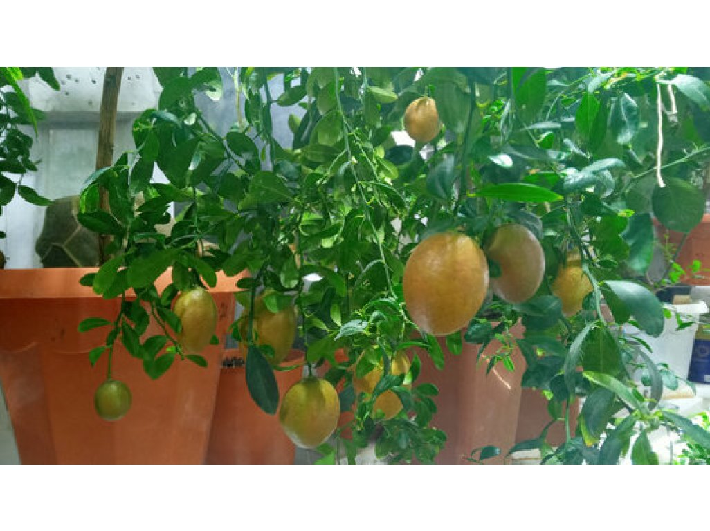 Citrus 'Faustrimedin' 240 - round fruits