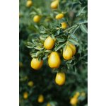 Citrus 'Faustrimedin' 240 - round fruits