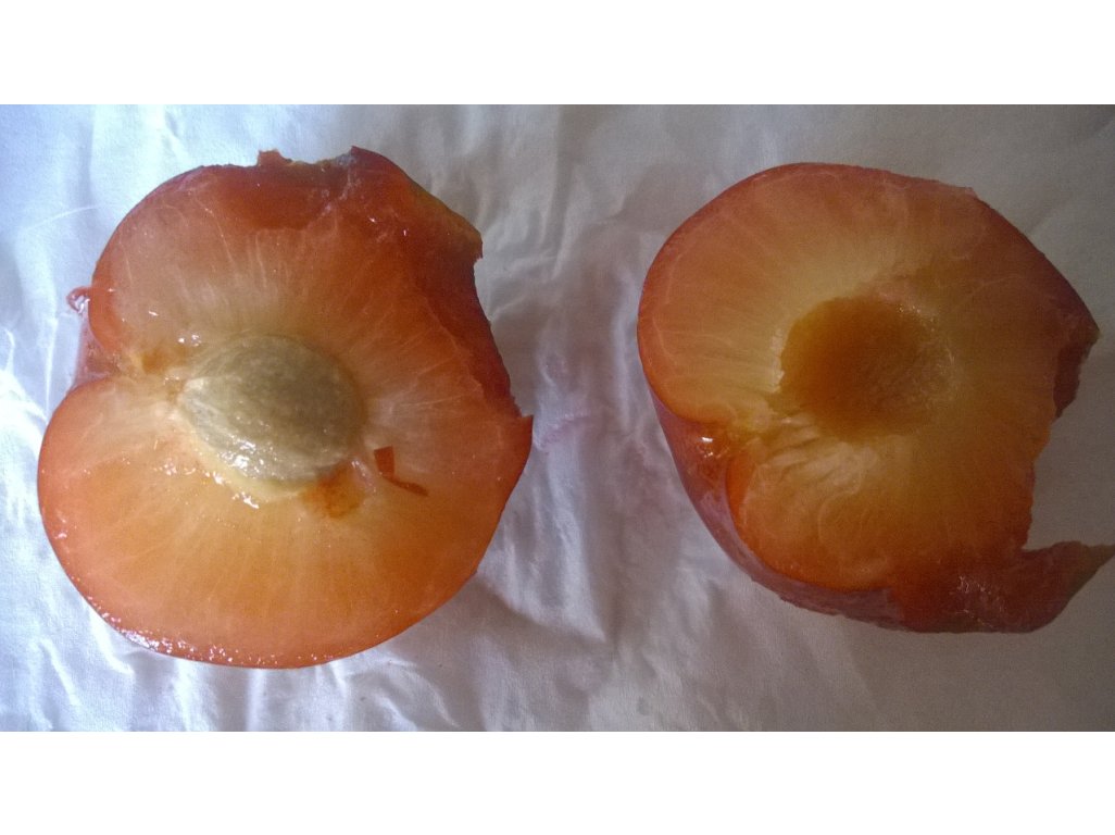 Prunus cerasifera 'Rumjanaja Zorka' - large fruit