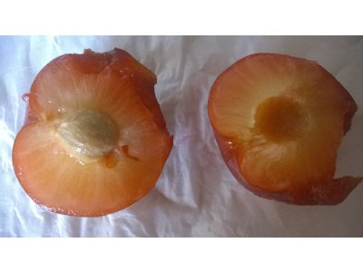 Prunus cerasifera 'Rumjanaja Zorka' - large fruit