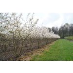 Amelanchier laevis ´Edelweiss´