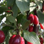 Cornus mas ´Svetlyachok´ - big fruit variety