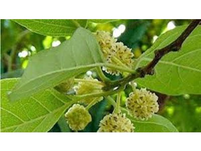 Cudrania tricuspidata ´Pollenizer´cudrang, che