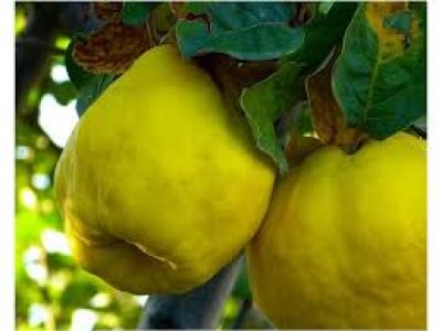 Cydonia oblonga 'Kansenko' - pear quince