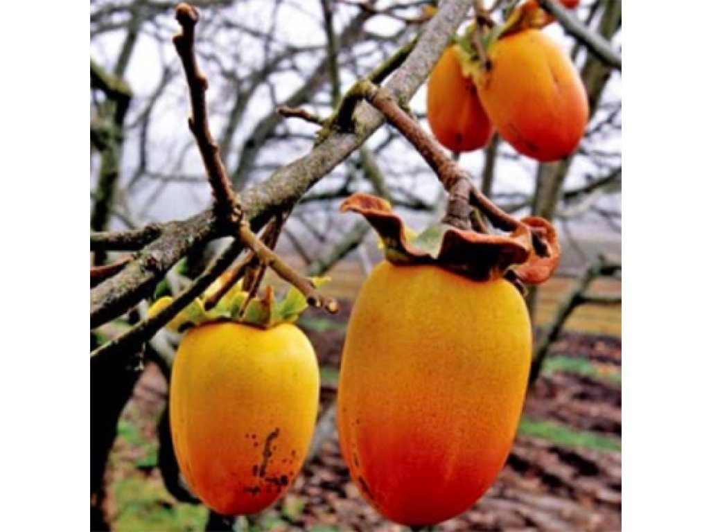 Diospyros kaki ´Saijo´- japanese persimmon