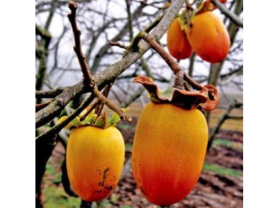 Diospyros kaki ´Saijo´- japanese persimmon
