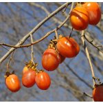 Diospyros kaki ´Saijo´- japanese persimmon