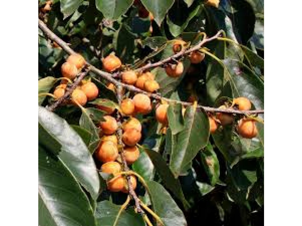 Diospyros lotus ´Albert´ - common persimmon with big fruit