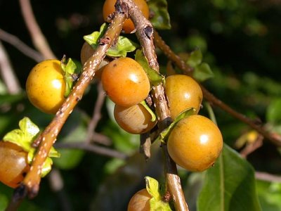 Diospyros lotus ´Bart´s Seedling´ - common persimmon with big fruit