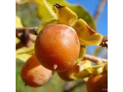 Diospyros lotus ´Maalte´ - common persimmon with big fruit