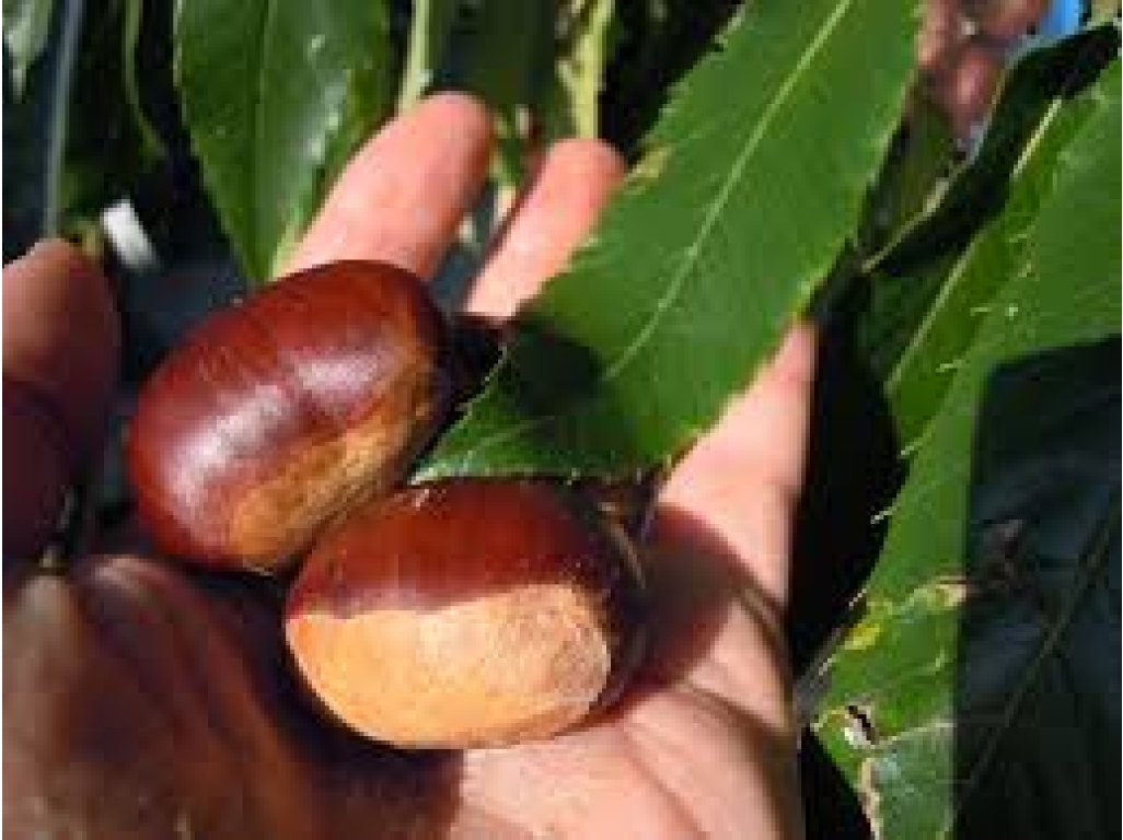 Castanea sativa ´Bouche de Betizac´ - sweet chestnut