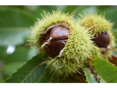 Castanea sativa ´Maraval´ - sweet chestnut
