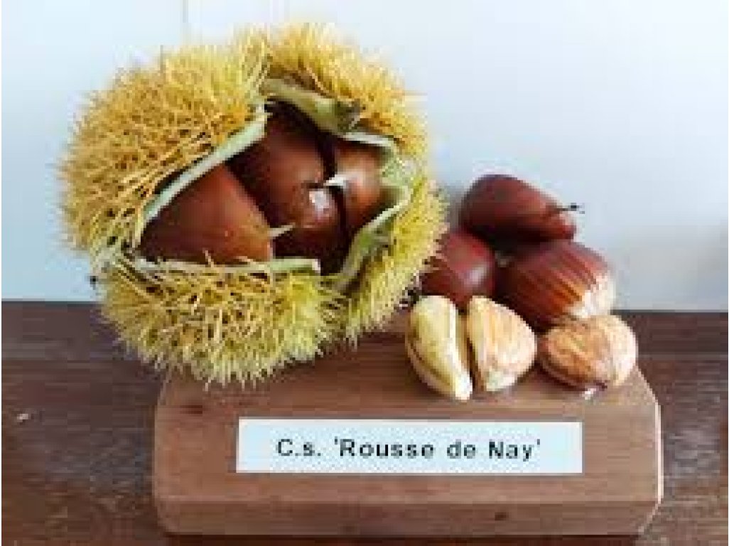 Castanea sativa ´Rousse de Nay´ - sweet chestnut