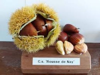 Castanea sativa ´Rousse de Nay´ - sweet chestnut