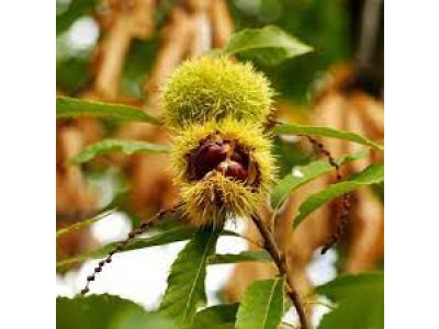 Castanea sativa ´Marlhac´ - sweet chestnut
