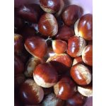 Castanea sativa ´Marlhac´ - sweet chestnut