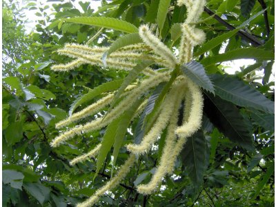 Castanea sativa ´Glabra´ - sweet chestnut