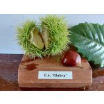 Castanea sativa ´Glabra´ - sweet chestnut