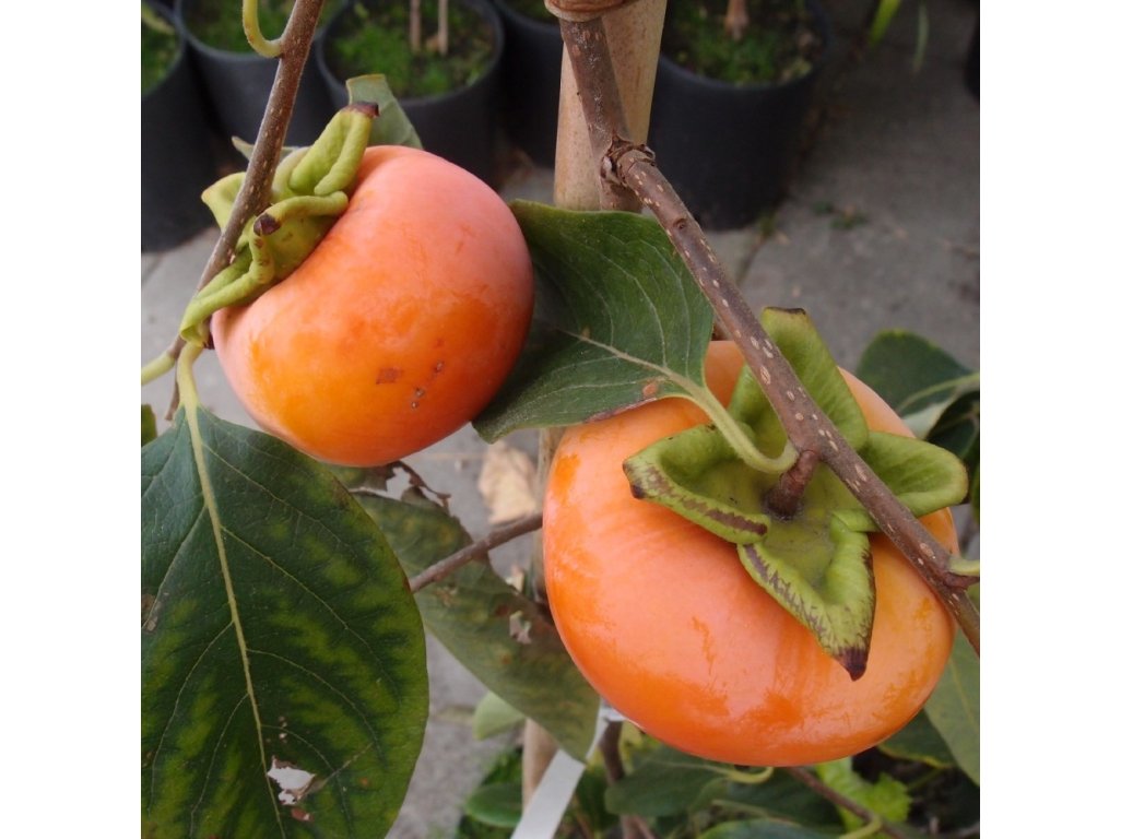 Diospyros x hybrida ´Sofievka Gift´ - hardy persimmon/ diospyros virginiana /Tree expedition July 2026