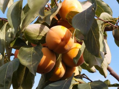Diospyros x hybrida ´Mount Rogers´ - hardy persimmon/ diospyros lotus