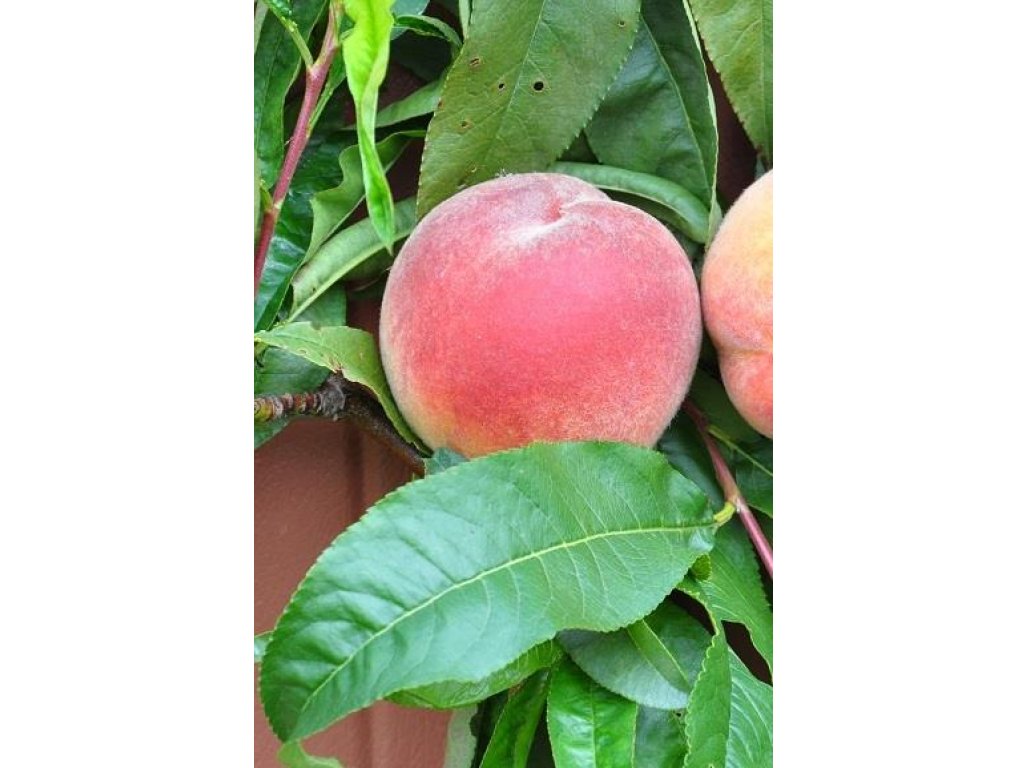 Prunus persica ´Avalon Pride´ - peach NEW VARIETY