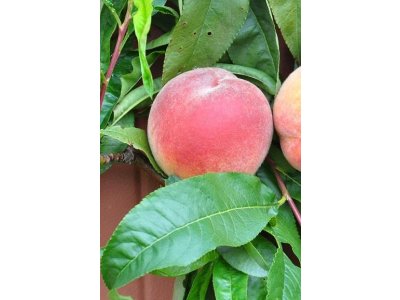 Prunus persica ´Avalon Pride´ - peach NEW VARIETY