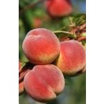 Prunus persica ´Avalon Pride´ - peach NEW VARIETY