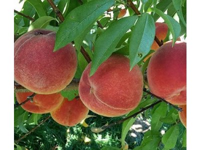 Prunus persica ´Jayhaven´ - peach NEW VARIETY