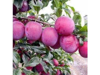 Prunus salicina ´Kometa´ - asian plum