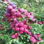 Prunus salicina ´Kometa´ - asian plum