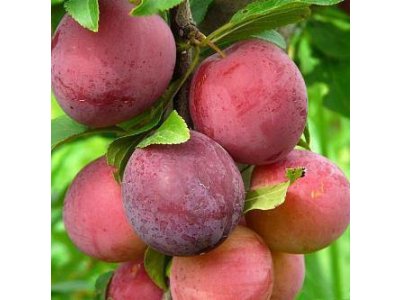 Prunus salicina ´Najdena´ - asian plum