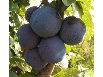 Prunus salicina ´Nagrada´ - asian plum