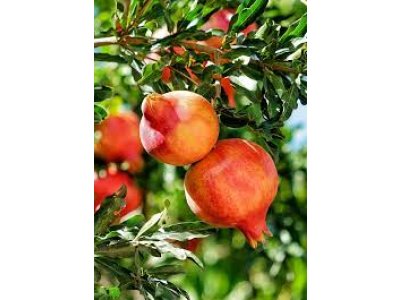 Punica granatum ´Parfianca´ - common pomegranate