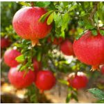 Punica granatum ´Parfianca´ - common pomegranate