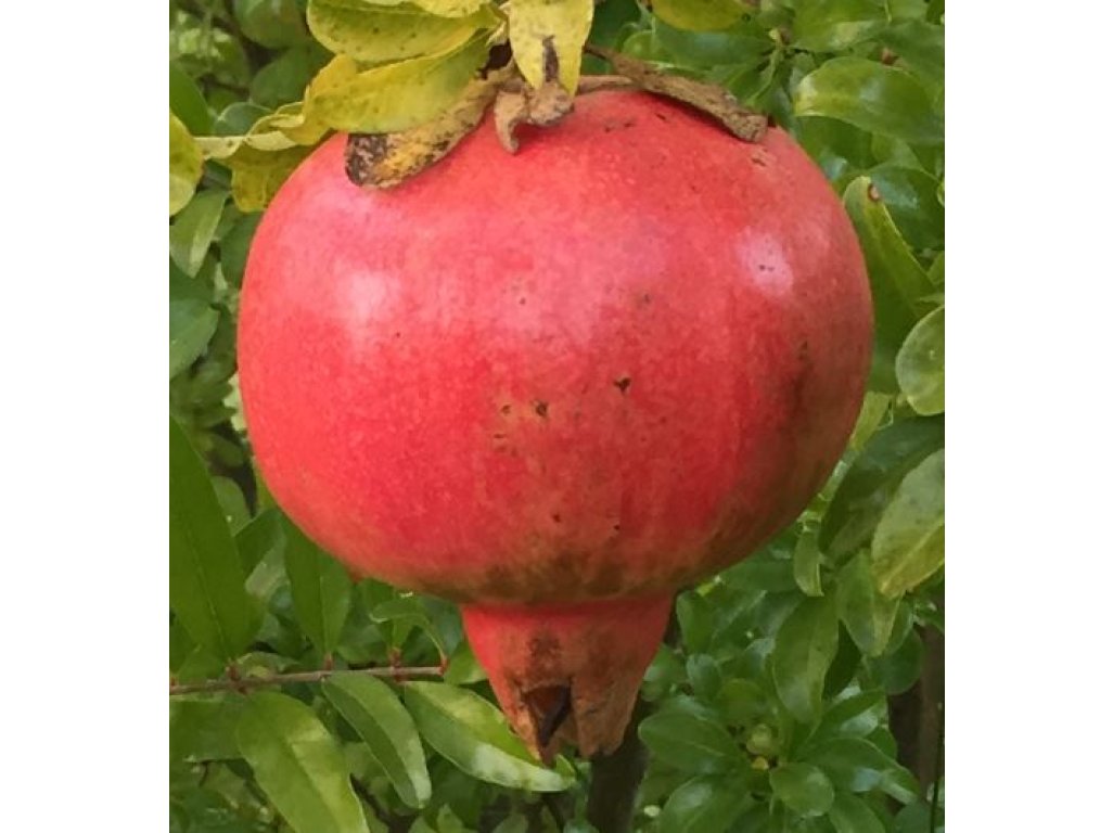 Punica granatum ´Quat Anor´ - common pomegranate