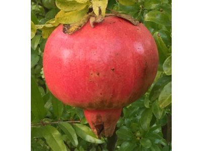 Punica granatum ´Quat Anor´ - common pomegranate