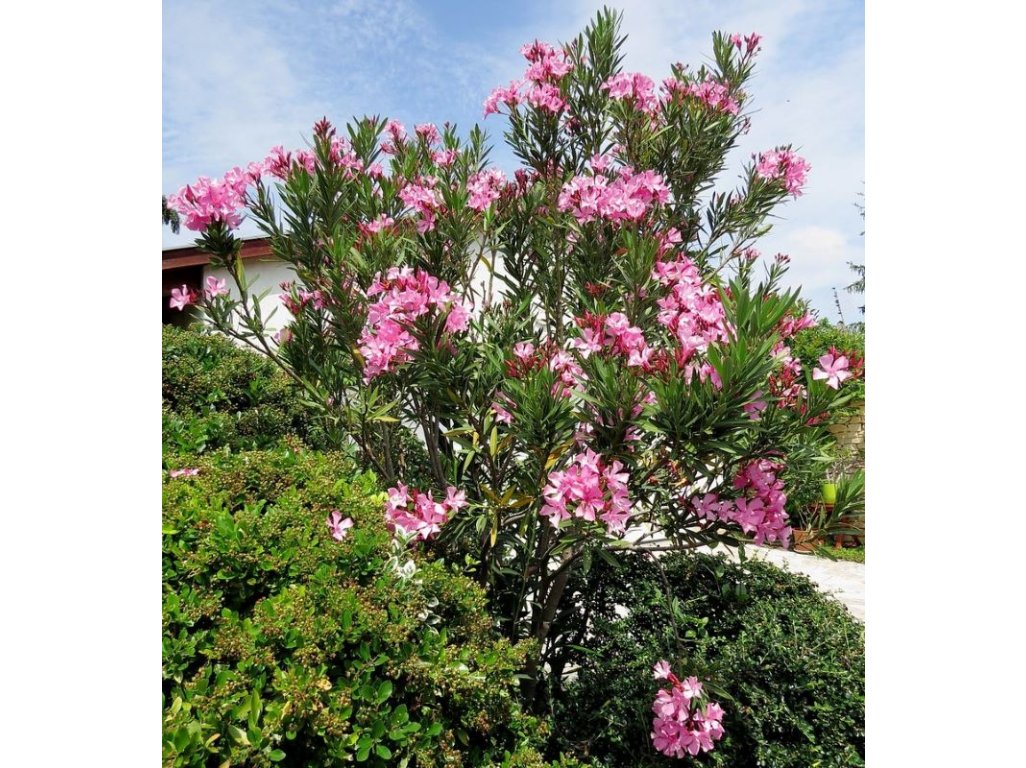 Nerium oleander ´Atlas Nain De Tidili´ - hardy oleandre