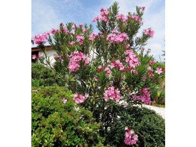 Nerium oleander ´Atlas Nain De Tidili´ - hardy oleandre